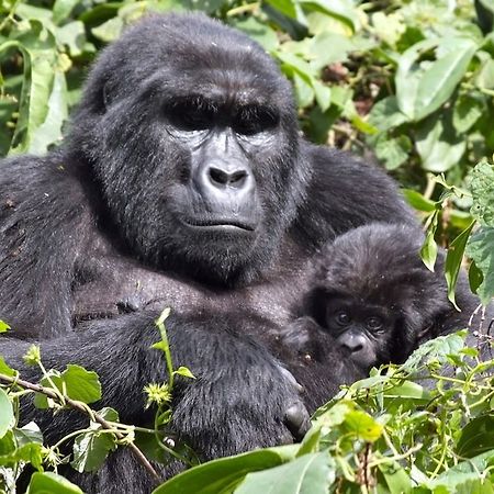 Silverback Lodge Buhoma Экстерьер фото